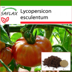 SAFLAX - Tomat - Roosa Brandywine - 10 seemet - Potisubstraadiga paremaks kasvatamiseks - Lycopersicon esculentum