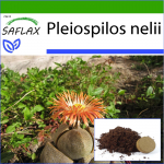 SAFLAX - Elav graniit - 40 seemet - Potisubstraadiga paremaks kasvatamiseks - Pleiospilos nelii