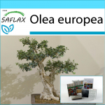 SAFLAX - Kingikomplekt - Bonsai - Harilik oliiv - 20 seemet - Koos kinkekarbi, kaardi, etiketi ja potisubstraadiga - Olea europea