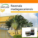 SAFLAX - Aed kotis - Traveller's Tree - 8 seemet - Substraadiga sobivas p&uuml;stises kotis - Ravenala madagascariensis