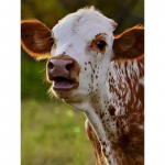 5D teemantmaaling t&auml;isring puur Lehma ristpistes kivist mosaiik Loomade teemanttikandid mosaiik kodukaunistus Full Round 20x30CM