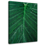 L&otilde;uendiprint Leaf Plant Green Nature 40x60 roheline