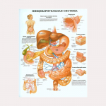 Anatoomilise lihass&uuml;steemi plakat Inimkeha anatoomia diagramm Meditsiiniline hariduslik l&otilde;uend koolide sisekujunduseks 50x70cm