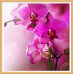 5D Teemantmaal Punane Orhidee N&auml;put&ouml;&ouml; Teemanttikandid Teemantmustriga Kodukaunistus 30X30CM