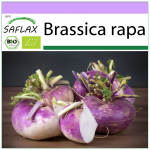 SAFLAX &ndash; mahe &ndash; naeris &ndash; Milano lilla &ndash; 600 seemet &ndash; Brassica rapa