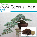 SAFLAX - Bonsai - Liibanoni seeder - 20 seemet - Potisubstraadiga paremaks kasvatamiseks - Cedrus libani