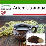 SAFLAX &ndash; Sweet Wormwood Qing Hao &ndash; 250 seemet &ndash; Potisubstraadiga paremaks kasvatamiseks &ndash; Artemisia annua