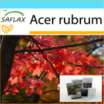 SAFLAX &ndash; kinkekomplekt &ndash; punane vaher &ndash; 20 seemet &ndash; kinkekarbi, kaardi, etiketi ja potisubstraadiga &ndash; Acer rubrum