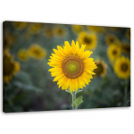 L&otilde;uenditr&uuml;kk Sunflowers Nature Flowers 60x40 kollane