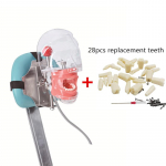 Hambaravisimulaator Mannekeenpea &Otilde;ppepea Vorm T&uuml;podont Hambamudel 28 Eemaldatava Hambaga Simulatsioonide Harjutamiseks type B