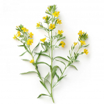 50 Graines d'Estragon Mexicain (Tagettes lucida)