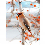 Teemanttikandid Bird Woods Teemantmaal Ristpistes Kodukaunistus Mosaiik Rhinestone Kingitus 20X30CM