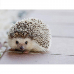 5D teemantmaaling Hedgehog t&auml;is&uuml;mmargune teemanttikandid ristpistes 20X30CM