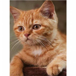 DIY 5D teemantmaal Maine Coon kassi ristpistes mosaiik teemanttikandid n&auml;put&ouml;&ouml; 20X30CM