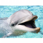 Teemanttikandid Dolphin 5D DIY Teemantmaali komplekt Loomad Ristpistes Mosaiik Kunst 20X30CM