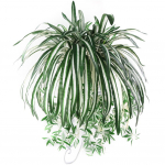 Kunstlik kodu hotellikujundus &auml;mbliktaim 1 tk Chlorophytum Comosum kunstlik rohelus one size