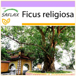 SAFLAX - Peepul Tree / P&uuml;ha viigipuu - 100 seemet - Ficus religiosa