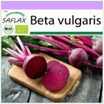 SAFLAX &ndash; orgaaniline &ndash; punapeet &ndash; Detroit Globe &ndash; 100 seemet &ndash; Beta vulgaris