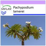 SAFLAX - Madagaskari palm - 10 seemet - Pachypodium lamerei