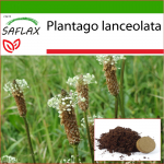 SAFLAX - Inglise jahubanaan - 100 seemet - Potisubstraadiga paremaks kasvatamiseks - Plantago lanceolata
