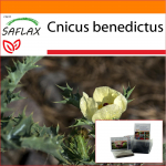 SAFLAX &ndash; Aed kotis &ndash; St. Benedictuse ohakas - 50 seemet - Substraadiga sobivas p&uuml;stises kotis - Cnicus benedictus