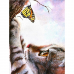 Teemantmaaling Kassi ja liblikaga Teemanttikandid Loomad Ristpistes t&auml;ispuuritud seinakleebised Full Round 20x25CM