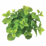 60 Graines de M&eacute;lisse Officinale