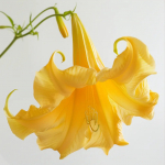 15 kollase ingli trompeti seemet (Brugmansia suaveolens) - Poolmetsik permakultuur