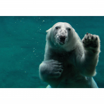 T&auml;ielik 5D DIY teemantmaal Karu vees Teemanttikand T&auml;ispaigutus Ristpistes Kodu Dekoratsioon K&auml;sitsi valmistatud kingitus 20x30cm