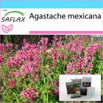 SAFLAX &ndash; kinkekomplekt &ndash; Mehhiko hiidiisop &ndash; 50 seemet &ndash; Koos kinkekarbi, kaardi, etiketi ja potisubstraadiga &ndash; Agastache mexicana