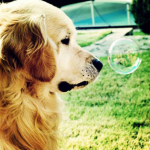 DIY Dog 5D Teemantmaal T&auml;isringi puur Teemanttikandid Ristpistes Mosaiik Komplektid Loomade Seinakunst Kodukaunistus Full Round 20x20CM