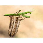 T&auml;ielikult &uuml;mmargune DIY teemanttikandid putukate 5D teemantmaaling kivimosaiigiga kodukaunistus 20X30CM