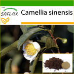 SAFLAX - Teetaim - 6 seemet - Potisubstraadiga paremaks kasvatamiseks - Camellia sinensis