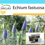 SAFLAX &ndash; kinkekomplekt &ndash; Madeira uhkus &ndash; 100 seemet &ndash; Koos kinkekarbi, kaardi, etiketi ja potisubstraadiga &ndash; Echium fastuosa