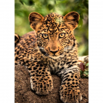 5D DIY Teemantmaal Loom Rhinestone Leopard Kunstpilt T&auml;ielik Teemanttikandid Ristpistes Mosaiik Kodukaunistuse Kingitused Full Round 20x30CM