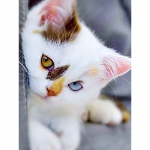 5D DIY Teemantmaal T&auml;isringi puur Kass Loom Teemanttikandid Mosaiik Ristpistes Komplektid Seinakunst Kodukaunistuse kingitus Full Round 20x30CM