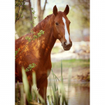 DIY Horse 5D Teemantmaaling T&auml;isringi puurvaik Loom Teemant Tikand Ristpistekomplektid Kodukaunistuse j&otilde;ulukink Full Round 20x30CM