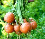 300 Pariisi porgandi seemet - aiaterrassi potis kasvatamine - paljundatavad talupojaseemned - SemiSauvage