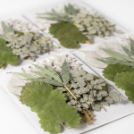 4 pakki kuivatatud lehti 84 t&uuml;kki p&auml;rislehti taimen&auml;idised lasteaia jaoks K&auml;sitsi valmistatud kleebised isetegemine 4 packs combination