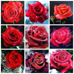 T&auml;isruudukujuline teemantmaaling roos 5D teemanttikandid mosaiik lill K&auml;sit&ouml;&ouml; kodukaunistus Full Round 30x30CM punane