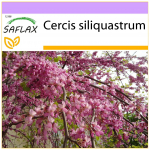 SAFLAX &ndash; Armastajapuu &ndash; 60 seemet &ndash; Cercis siliquastrum