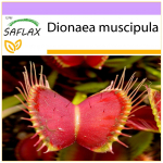 SAFLAX - Venus Fly Trap - 10 seemet - Dionaea muscipula