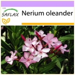 SAFLAX - Oleander - 50 seemet - Nerium oleander
