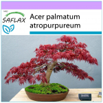SAFLAX - Bonsai - Punane Jaapani vaher - 20 seemet - Acer palmatum