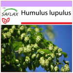 SAFLAX - Harilik humal - 50 seemet - Humulus lupulus