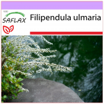 SAFLAX - nurmenukk - 500 seemet - Filipendula ulmaria