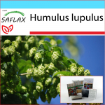 SAFLAX - Kingikomplekt - Harilik humal - 50 seemet - Koos kinkekarbi, kaardi, etiketi ja potisubstraadiga - Humulus lupulus