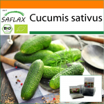 SAFLAX - Aed kotis - Mahe - Kurk - Vorgebirgstraube - 15 seemet - Substraadiga sobivas p&uuml;stijas kotis - Cucumis sativus