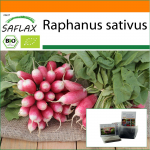 SAFLAX - Aed kotis - Mahe - Redis - Prantsuse hommikus&ouml;&ouml;k - 150 seemet - Substraadiga sobivas p&uuml;stises kotis - Raphanus sativus