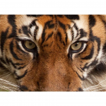 5D DIY Teemantmaal Tiiger Rhinestone Loomade Kunst Pilt Ristpistekomplekt T&auml;ielik teemanttikandid Mosaiik Kingitus Kodukaunistus Full Round 20x30CM